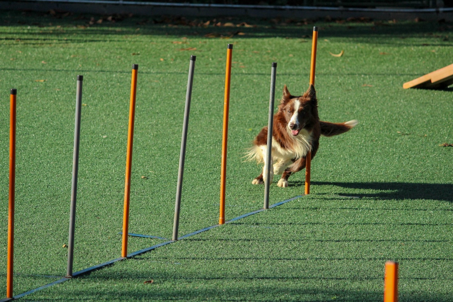 Jak dostosować trening do potrzeb psa?